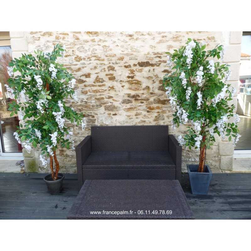 Location Glycine Blanche