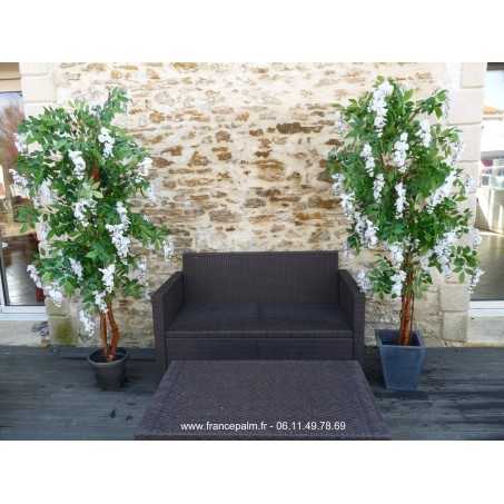 Location Glycine Blanche