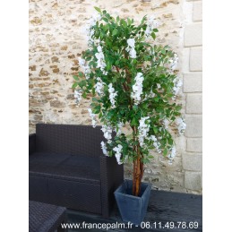 Location Glycine Blanche