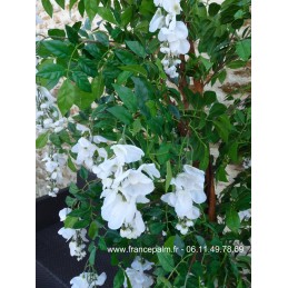 Location Glycine Blanche