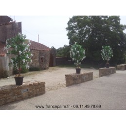 Location Glycine Blanche