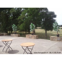 Location Glycine Blanche