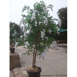 Location Glycine Blanche