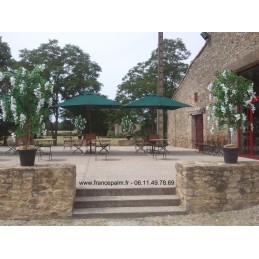 Location Glycine Blanche