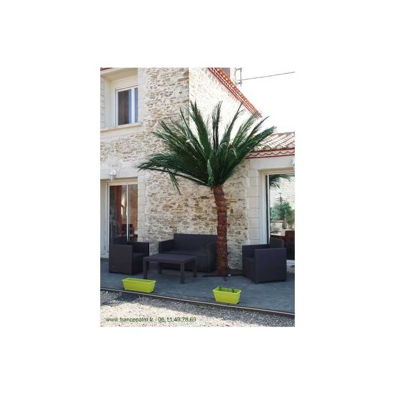 Palmier semi-naturel 2m50 en location vendee