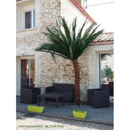 Palmier semi-naturel 2m50 en location vendee