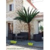 Palmier semi-naturel 2m50 en location vendee