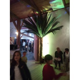 Palmier semi-naturel 2m50 en location vendee
