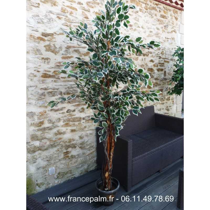 Location Ficus Argenté