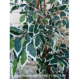 Location Ficus Argenté