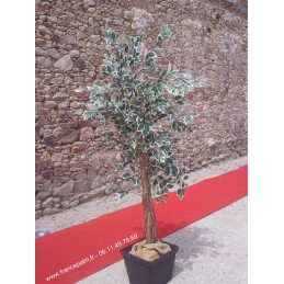 Location Ficus Argenté