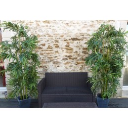 Location Bambou 1 M 80 arbuste ou plante en vendée