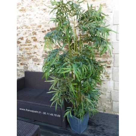 Location Bambou 1 M 80 arbuste ou plante en vendée