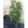 Location Bambou 1 M 80 arbuste ou plante en vendée