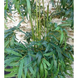 Location Bambou 1 M 80 arbuste ou plante en vendée