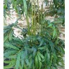 Location Bambou 1 M 80 arbuste ou plante en vendée