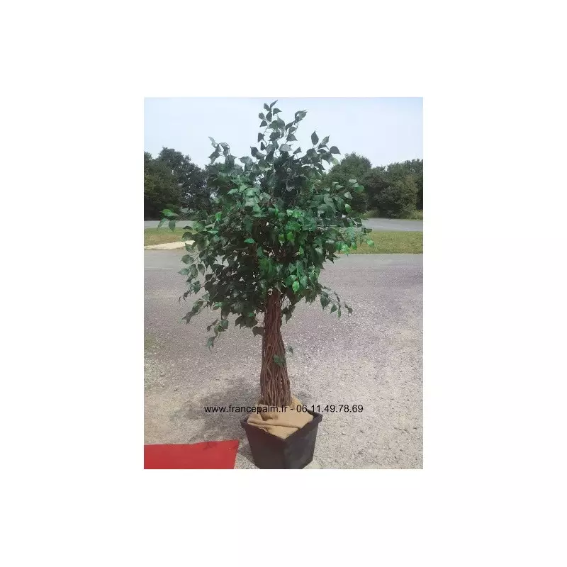 Ficus classique artificiel