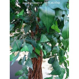 Ficus classique artificiel