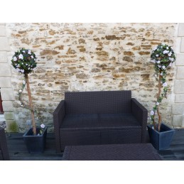 Location arbuste boule type mariage