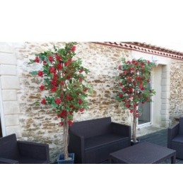 bougainvillier rouge