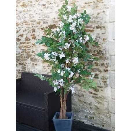 Bougainvillier blanc