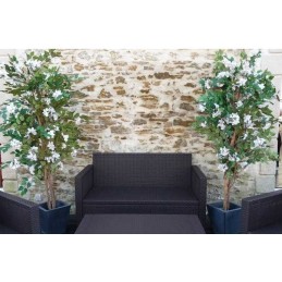 Bougainvillier blanc