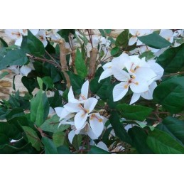 Bougainvillier blanc