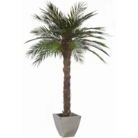 Location de palmiers en vendée